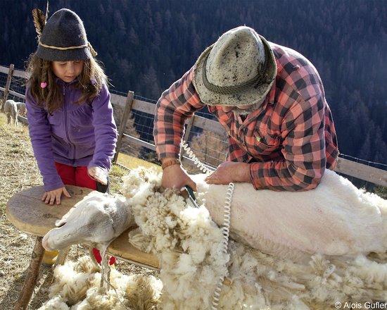 Ötztaler Schapenwolcentrum