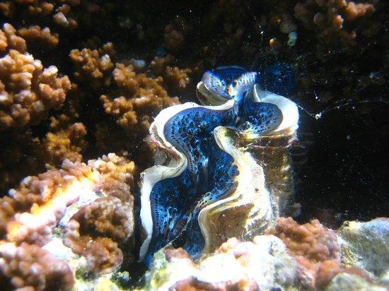 Tahaa Coral Garden