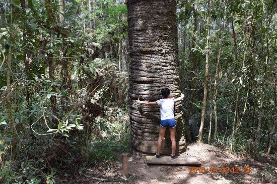 Trilha do Pinheiro Velho