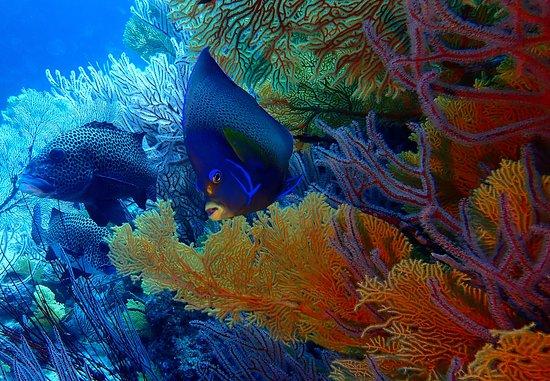 Tieti Diving