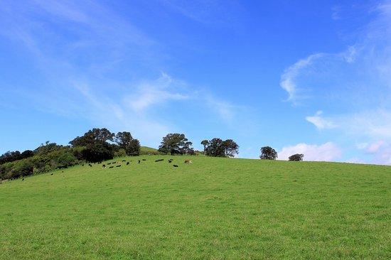 Norman's Law Walk