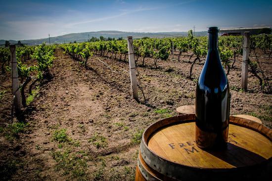 Finca Sala Vivé by Freixenet México