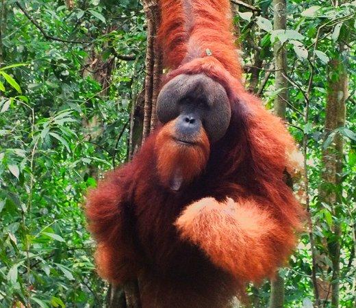 Jungle Explorer