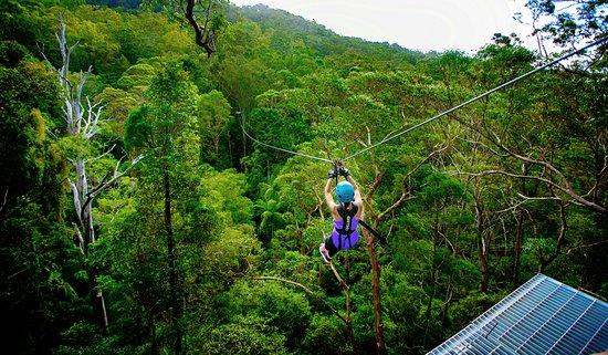 TreeTop Challenge