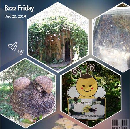 Ilog Maria Honeybee Farm