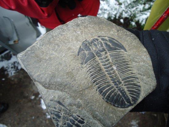 Burgess Shale Geoscience Foundation