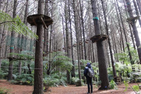 Adventure Forest