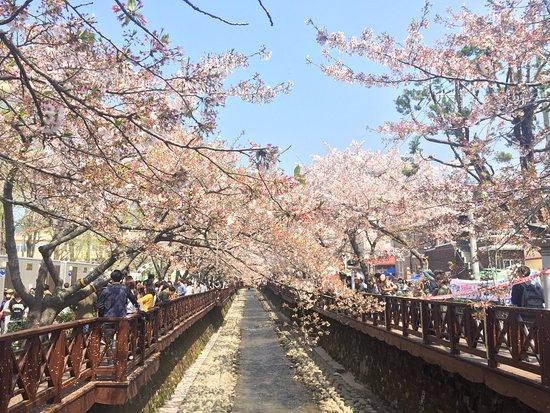 Jinhae Gunhangje Festival