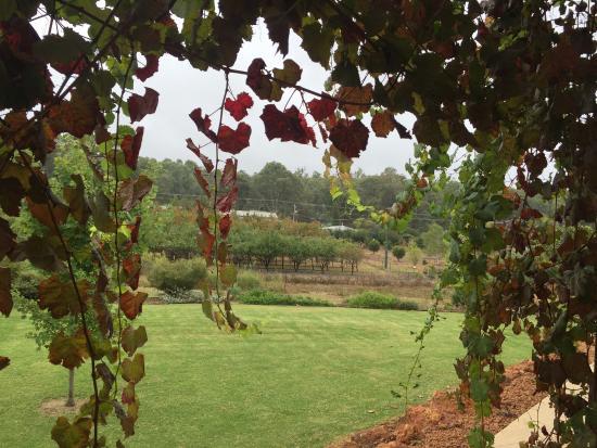 Wine Tree Cidery