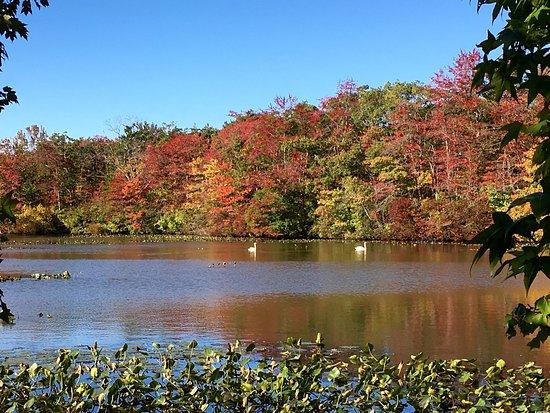 Mill Pond Park