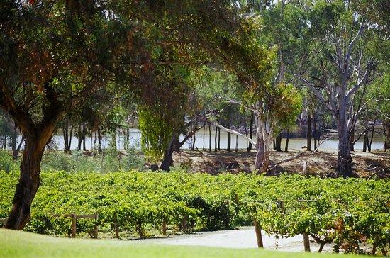 St Leonard's Vineyard