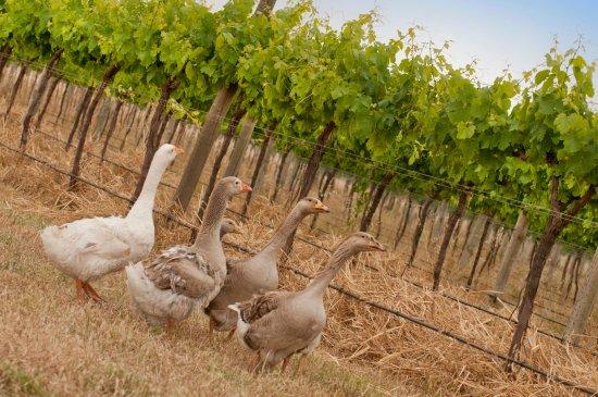 Valhalla Wines