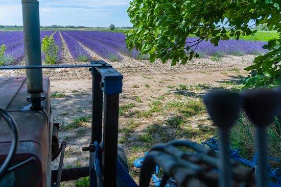 Mas de Provence
