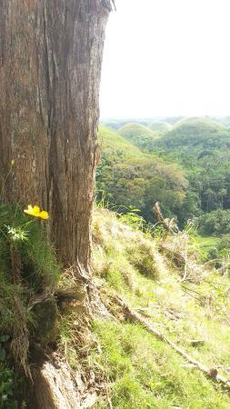 Chocolate Hills Adventure Park
