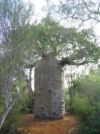 Baobab Forest