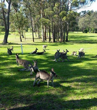 Campo de Golfe de Eden