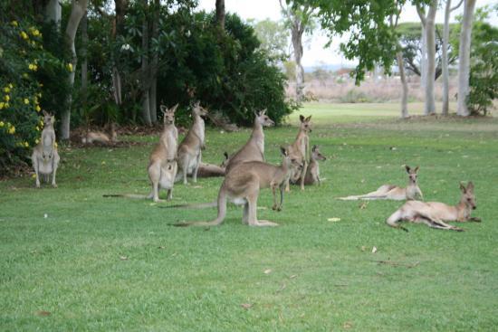 Mareeba Golf Club