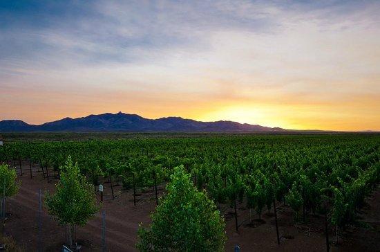 Flying Leap Vineyards