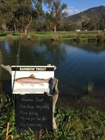 Eildon Trout Farm