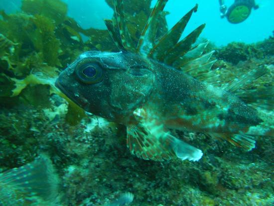 Bicheno Dive Centre