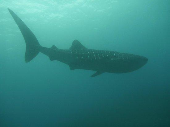 Coiba Dive Center