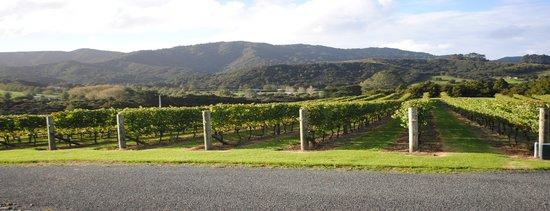 Te Whai Bay Wines