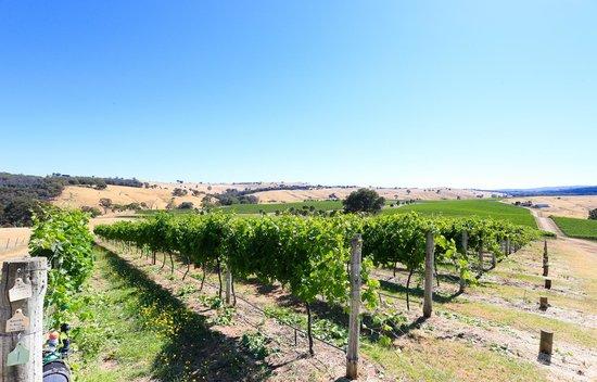 Indigo Vineyard