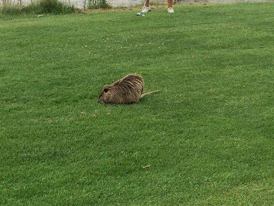 Cap d'Agde Golf Club