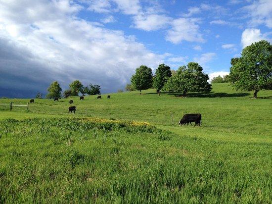 Gibbet Hill Barn and Trails