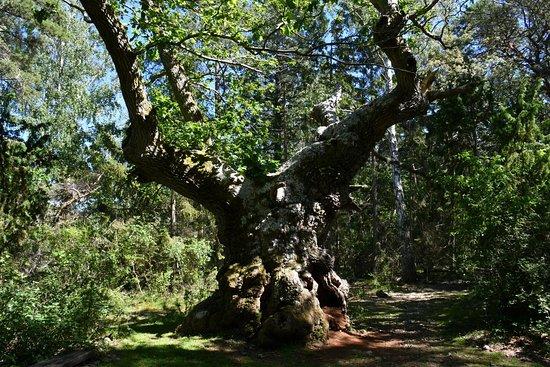 Naturum Trollskogen