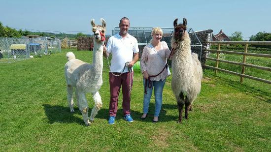 West Wight Alpacas