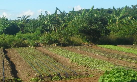 Eleuthera Island Farm