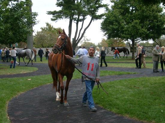 Thoroughbred Heritage Horse Farm Tours