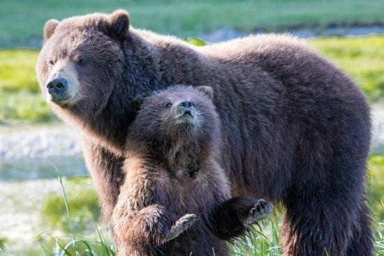 Pack Creek Bear Tours