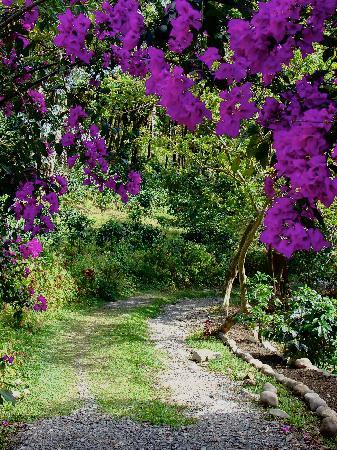 Cloud Forest Botanicals