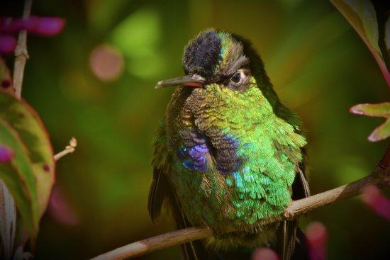 Costa Rica Nature Guides