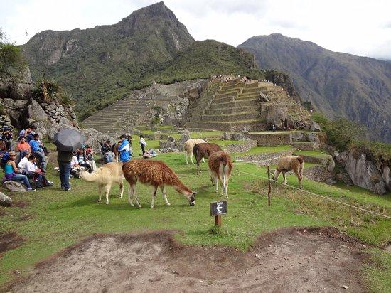 Jat Peru Adventures
