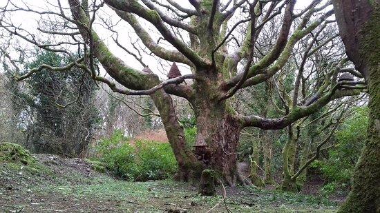 Woodland Faerie Trail
