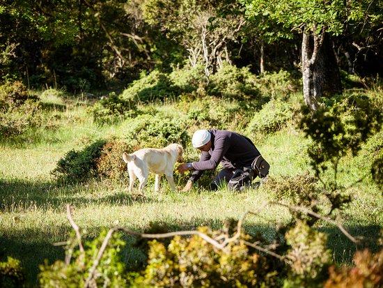Truffle Hunting