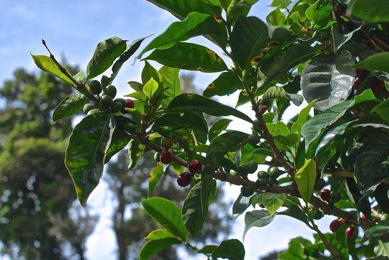 Finca Lerida Activities