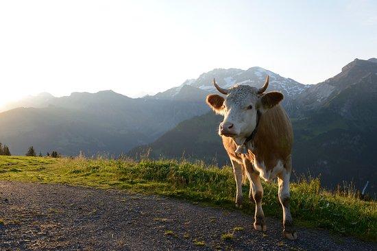 Lenk-Simmental Tourismus AG