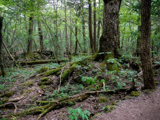 Aokigahara Forest Nature Guide Tour