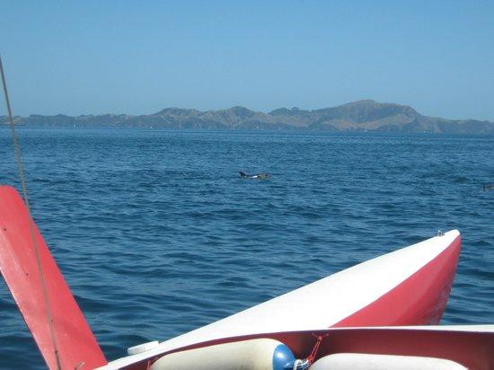 Sail Tekaihau - Day Tours