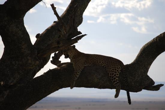 Deep Forest Safaris