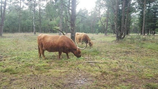 Wezepse Heide