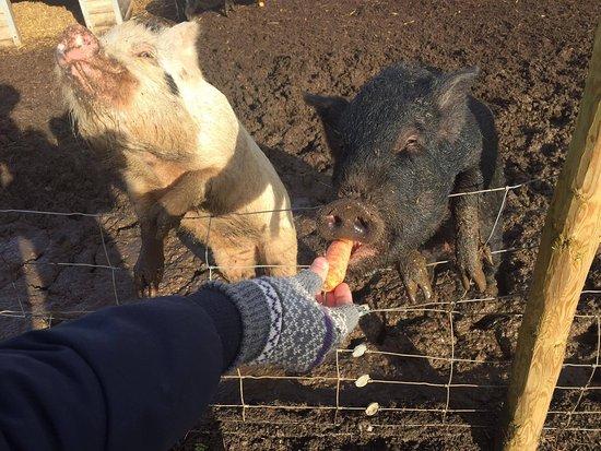 Kew Little Pigs