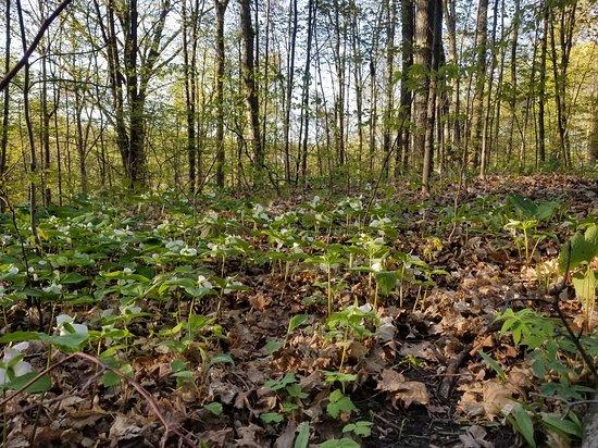 Sheppard's Bush Conservation Area
