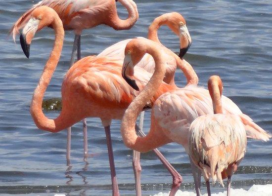 Tropical Travel Bonaire