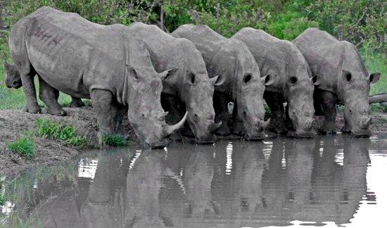 L & A Safaris