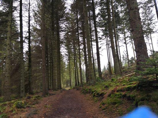 Nercwys Forest